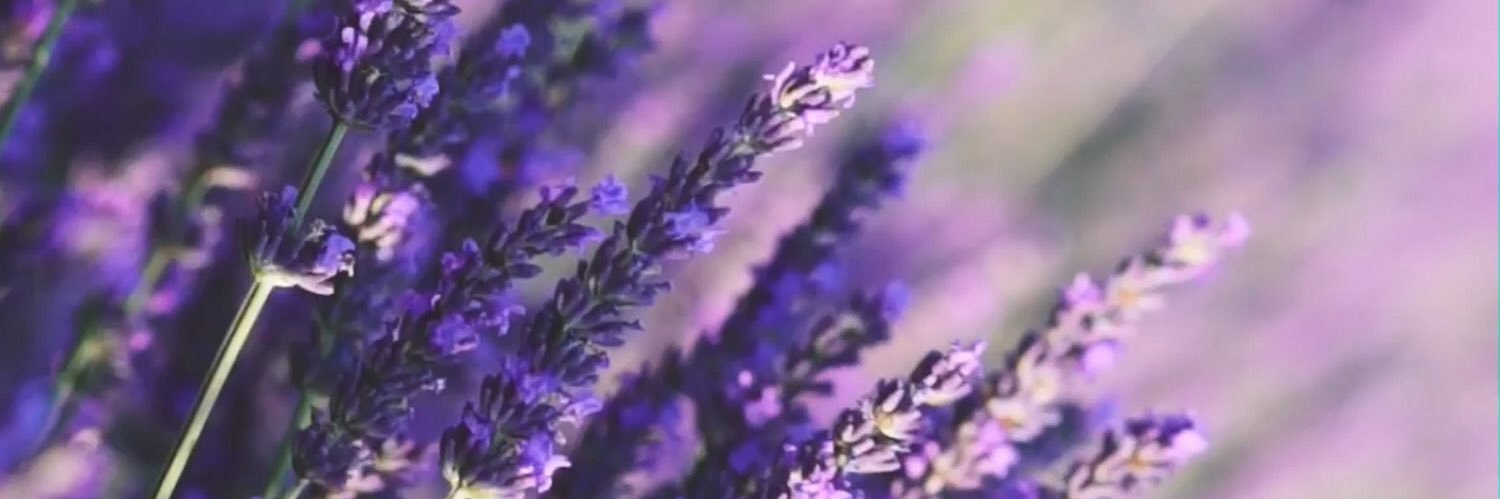 LucyViolet311's profile banner image