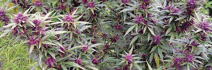 cannabinoide's profile banner image