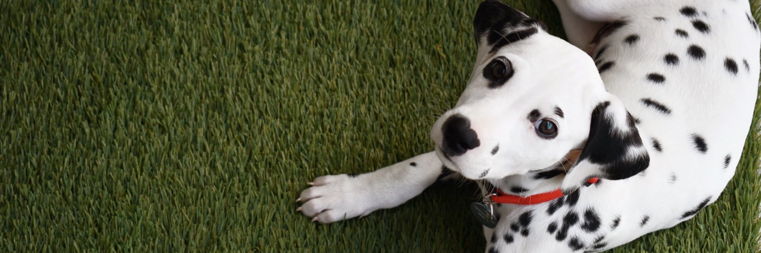 Gabriela Esquivel banner