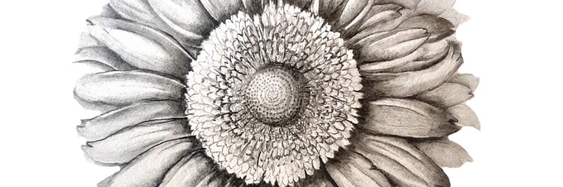 Black Botanists Week banner