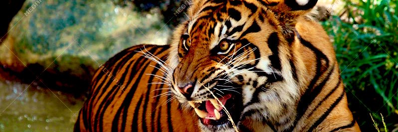 Andrew Riggins banner