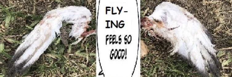 7 banner