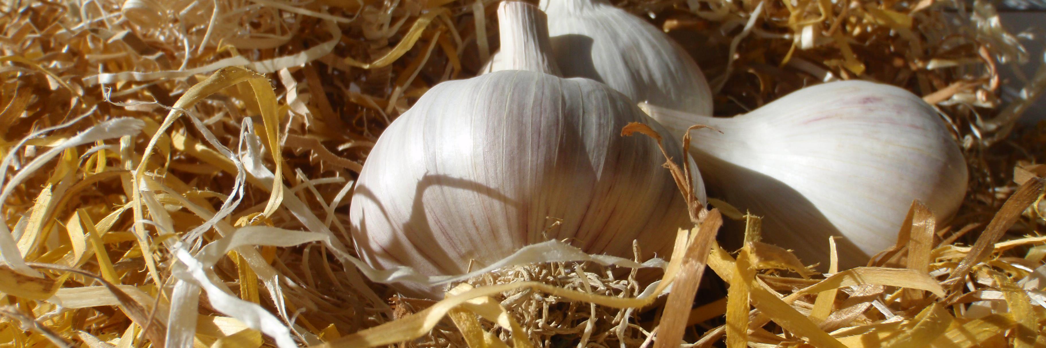 AbbottOrganics's profile banner image