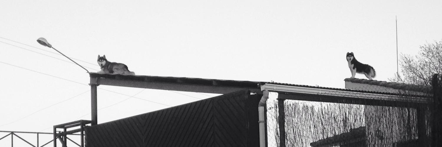 Fifiallo's profile banner image