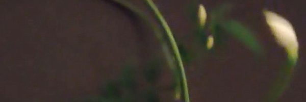 simonmaginn Profile Banner