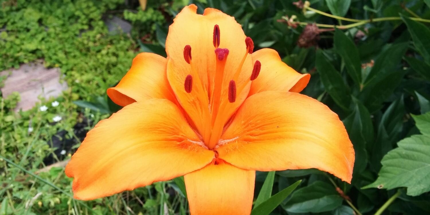 Nicholas Eedy banner