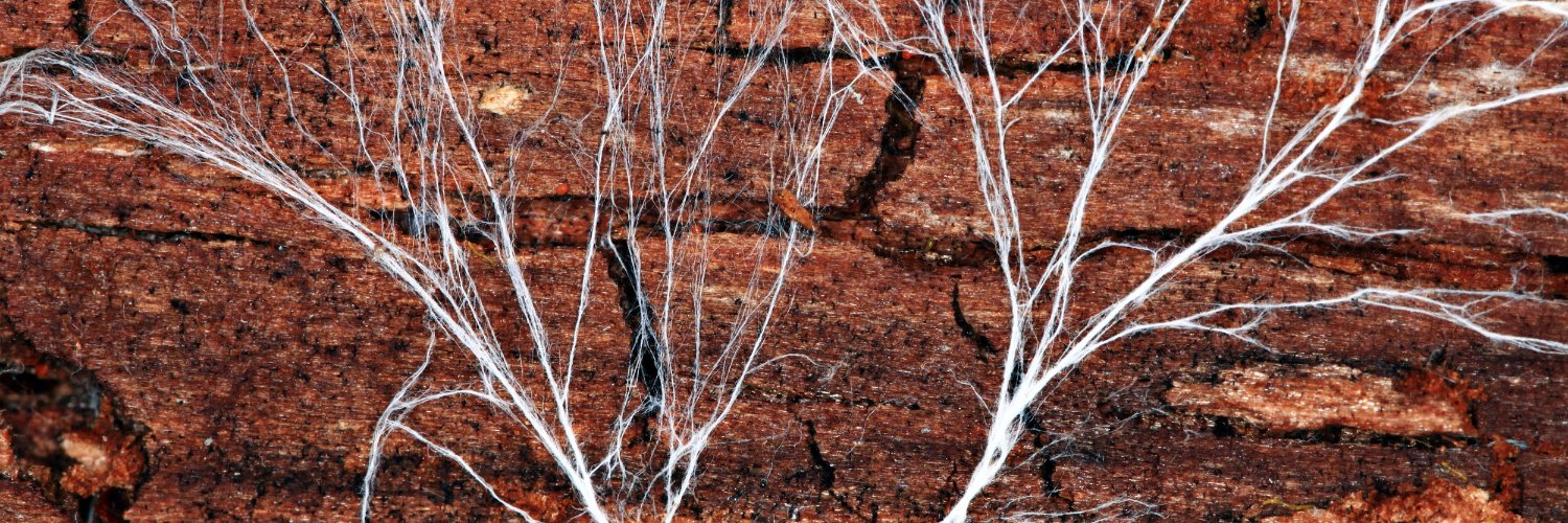 CEP (Consortium of Environmental Philosophers) banner