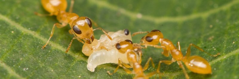 Asian Myrmecology banner