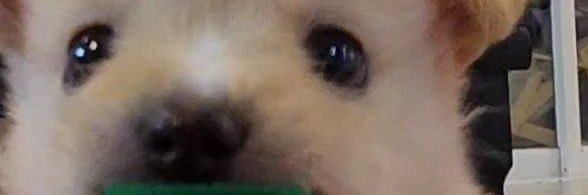 ᵈᵒⁿᵘᵗ banner