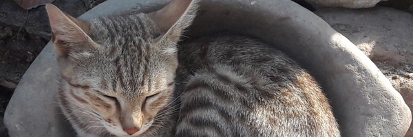 LankaSharma Profile Banner