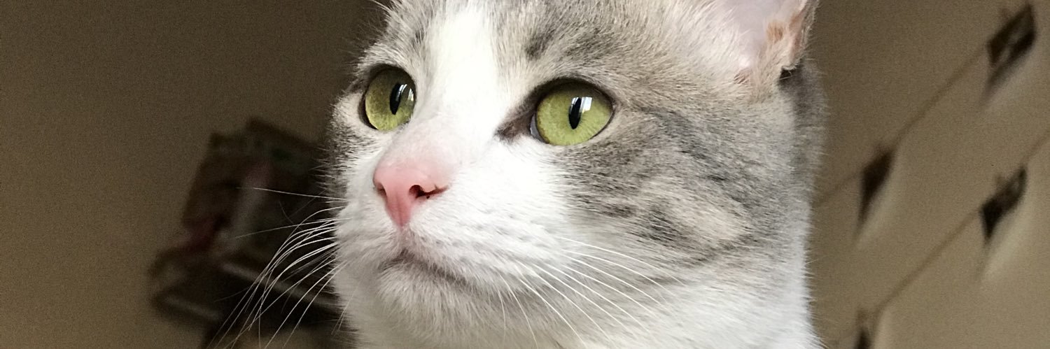MariBalestrini's profile banner image