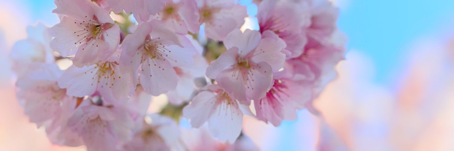 ☁️Fluffy撮影︎︎会☁️次回5月10日生誕撮影会 的个人资料封面