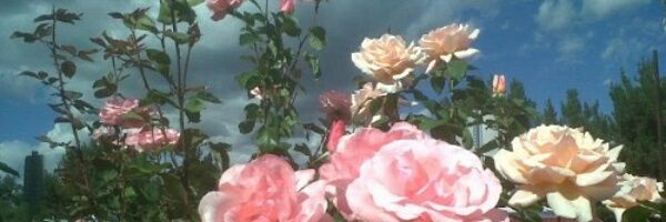wardah_101's profile banner image