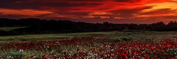 Cedric banner