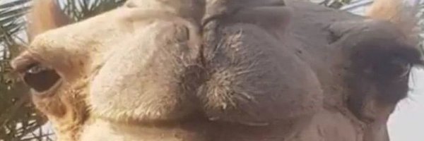 DefNotNemo Profile Banner