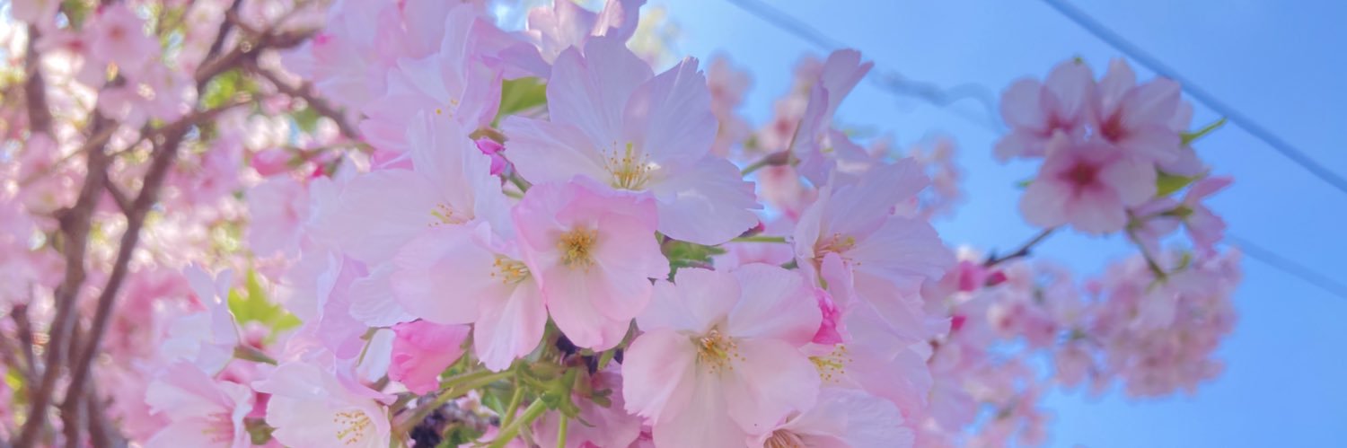 ぺんぶろーく's banner
