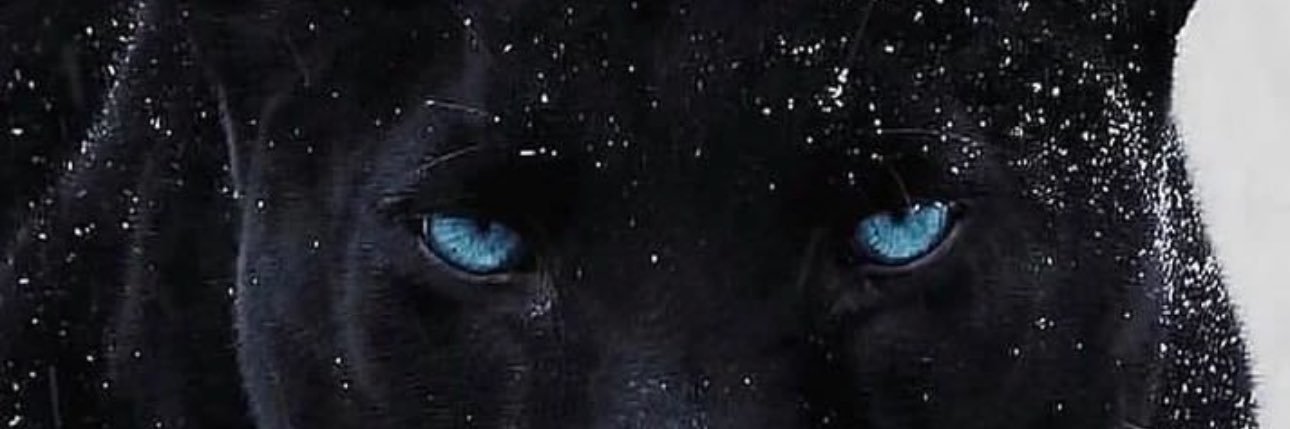 Hampton Phillips banner
