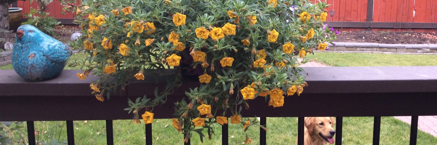 MumbosDebra's profile banner image