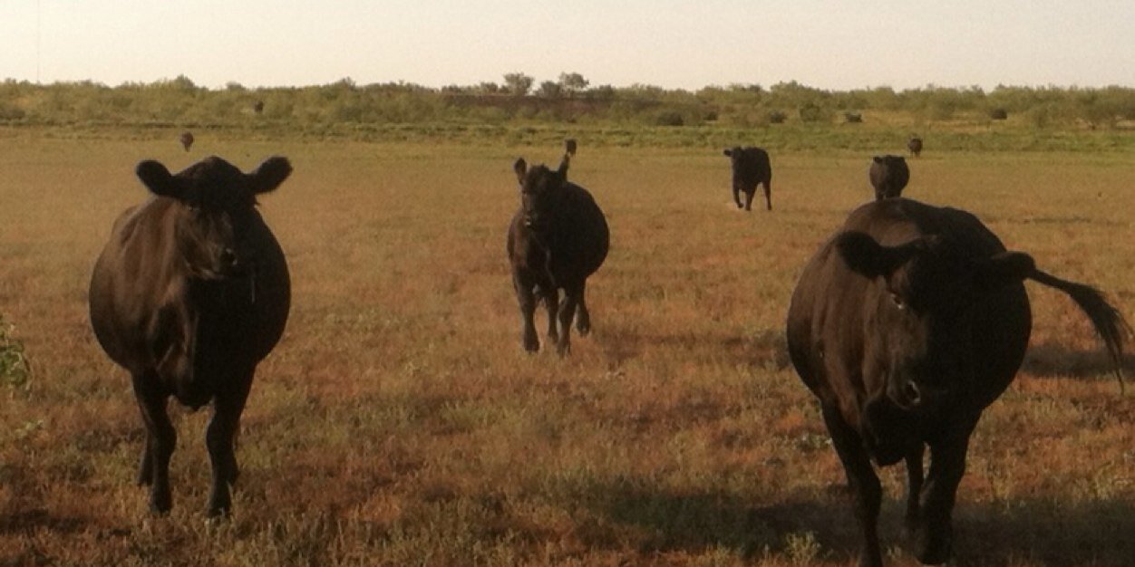 Mr. Pigweed ©️ banner