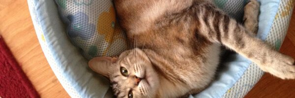 diekitit Profile Banner