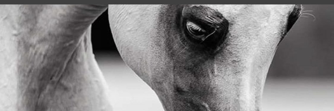 somari_4's profile banner image