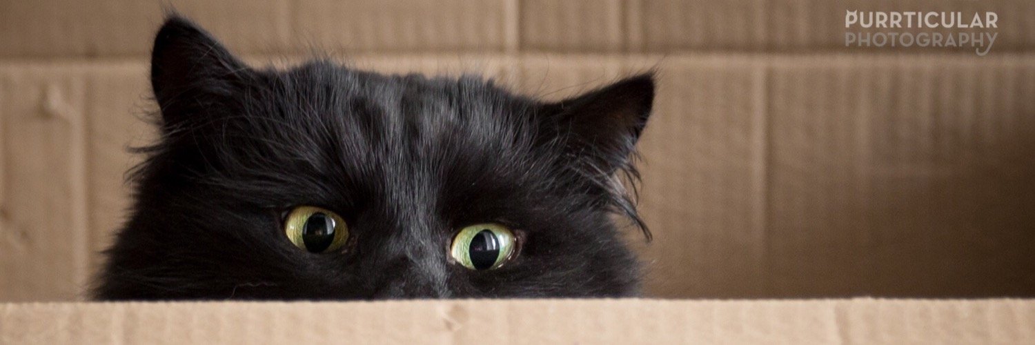 meowscott's profile banner image