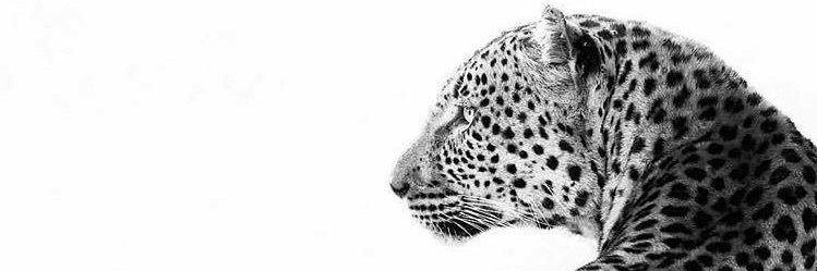 اريج محمد 🐆 banner