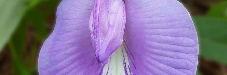 The Danny Gold Experience | New York banner