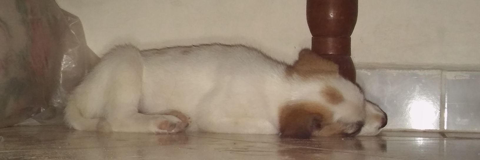 MiquiGimenez's profile banner image