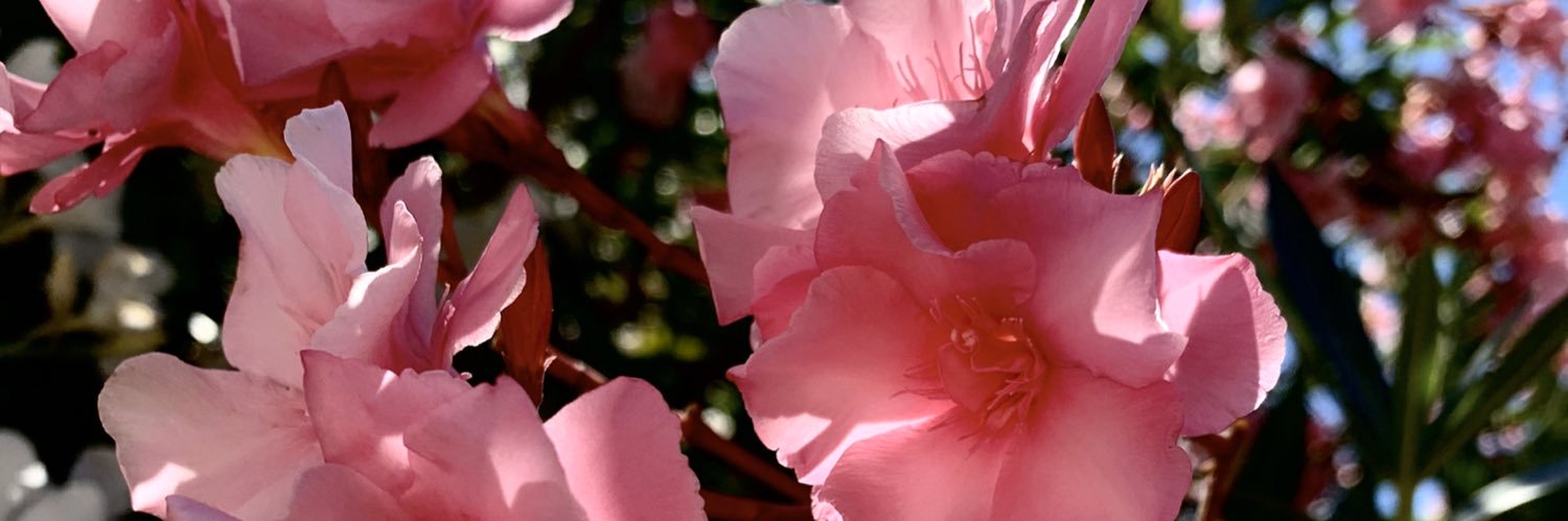 elise_sperry's profile banner image