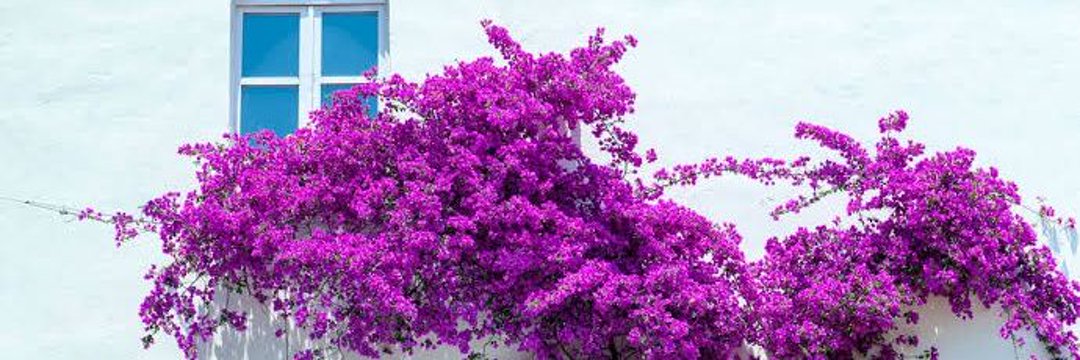 fbegonvill's profile banner image