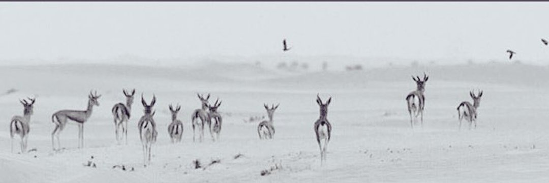 lris______s's profile banner image