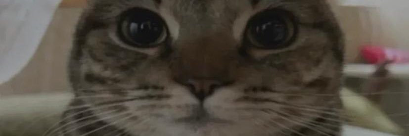 CatBoyDice_'s profile banner image