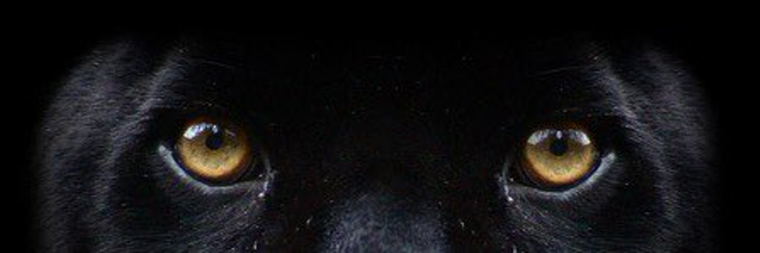 Глаза в темноте. Кот со светящимися глазами. Глаз волка. Кот в темноте. Глаза светятся в темноте.