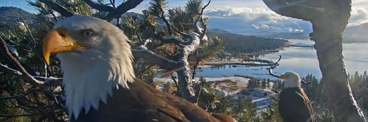 Royal Terrier 🐕‍🦺 🦅 banner