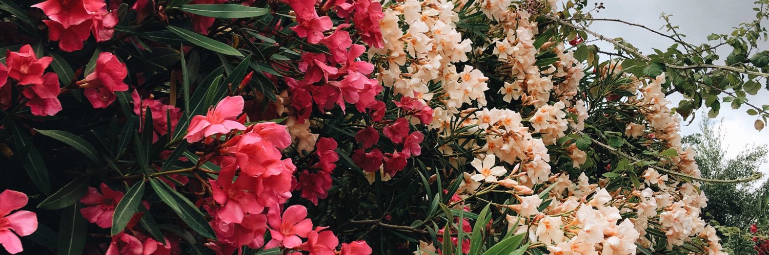 tawnyleaves's profile banner image