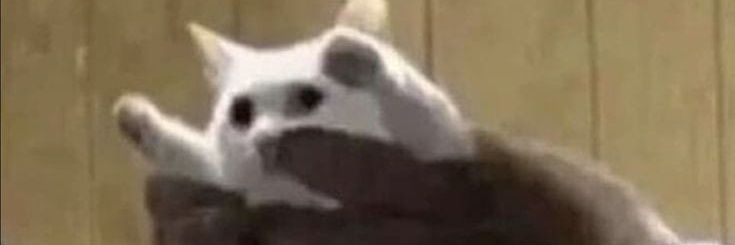 peixe trans🏳️‍⚧️ banner