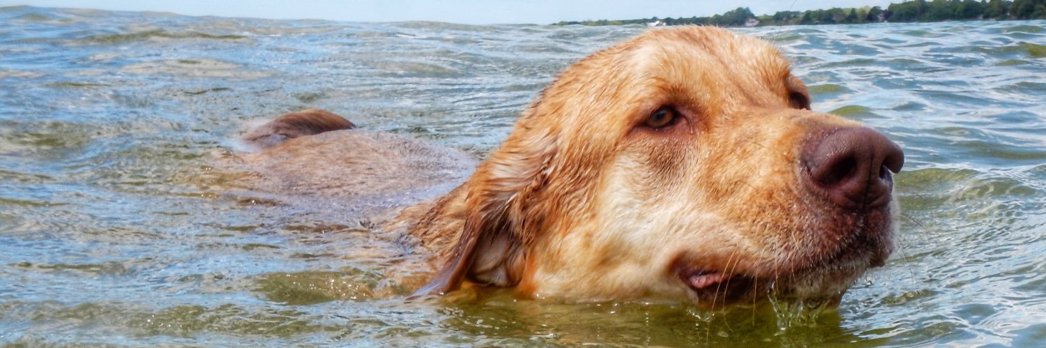 Buddy ❤️☮️ banner