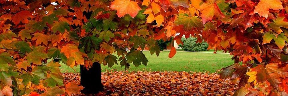 DobrevMariola's profile banner image