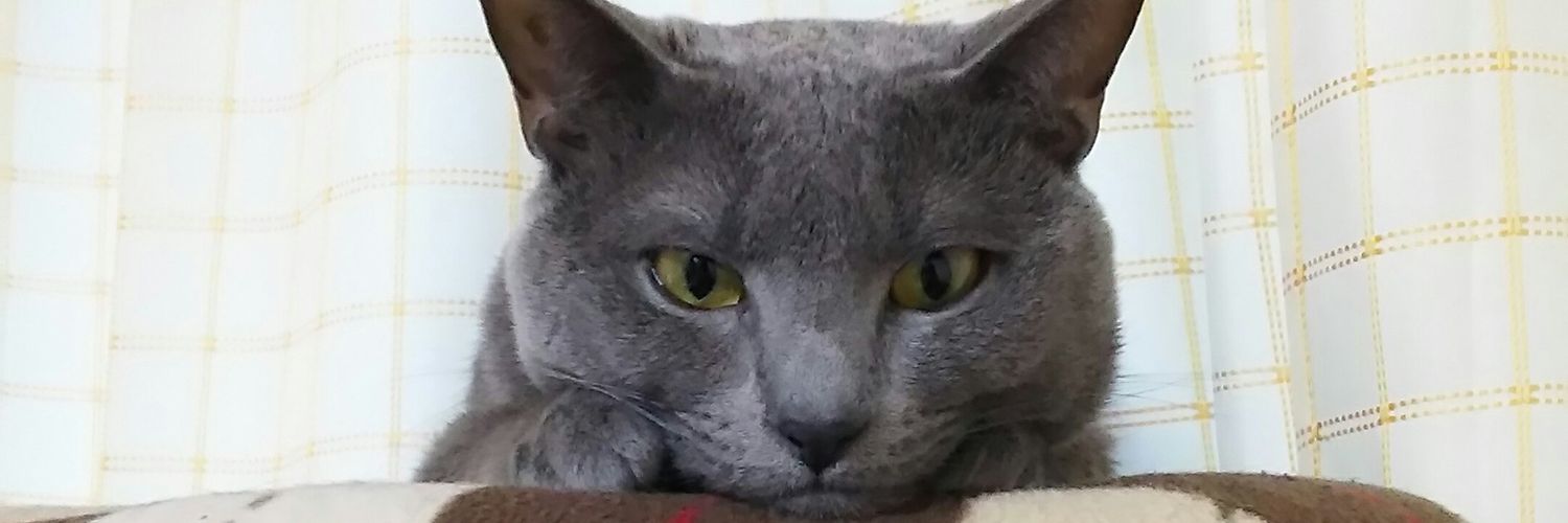 mochy0830's profile banner image