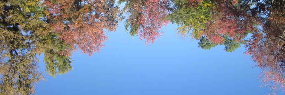 silverclaw499's profile banner image