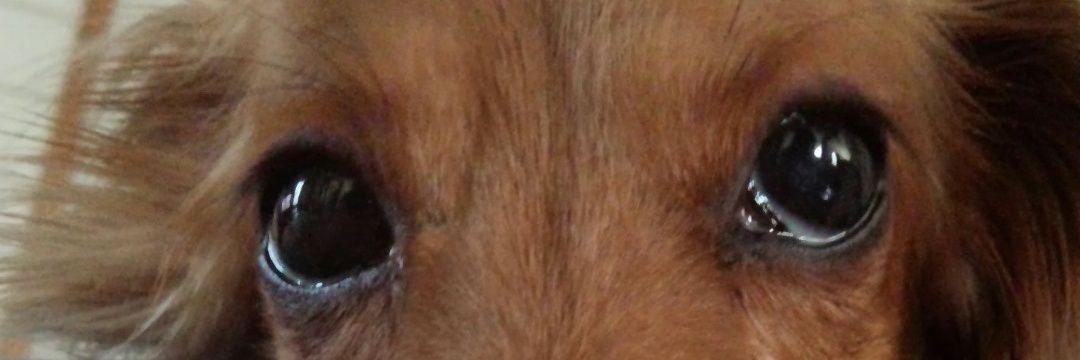 cocochimuy's profile banner image