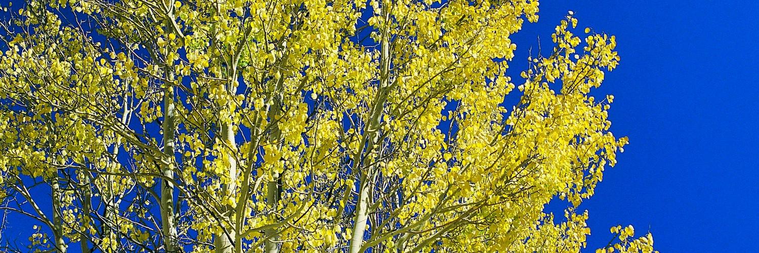 brewtsu's profile banner image