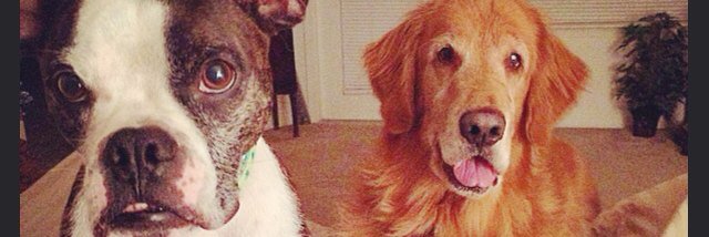 cara_fowler's profile banner image