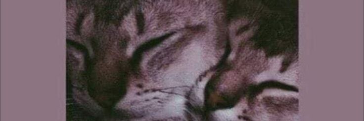 M_x*_ banner