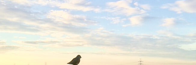 satosii 🌸✨'s banner