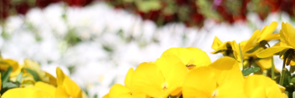 miminenecoco's profile banner image