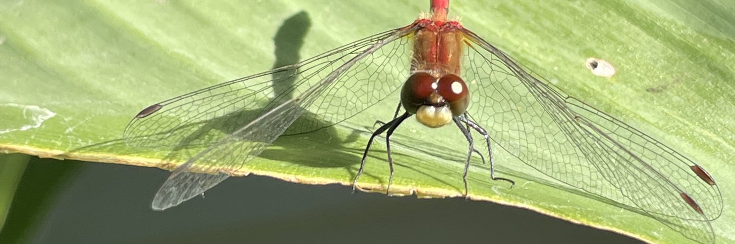 Suzbugs's profile banner image