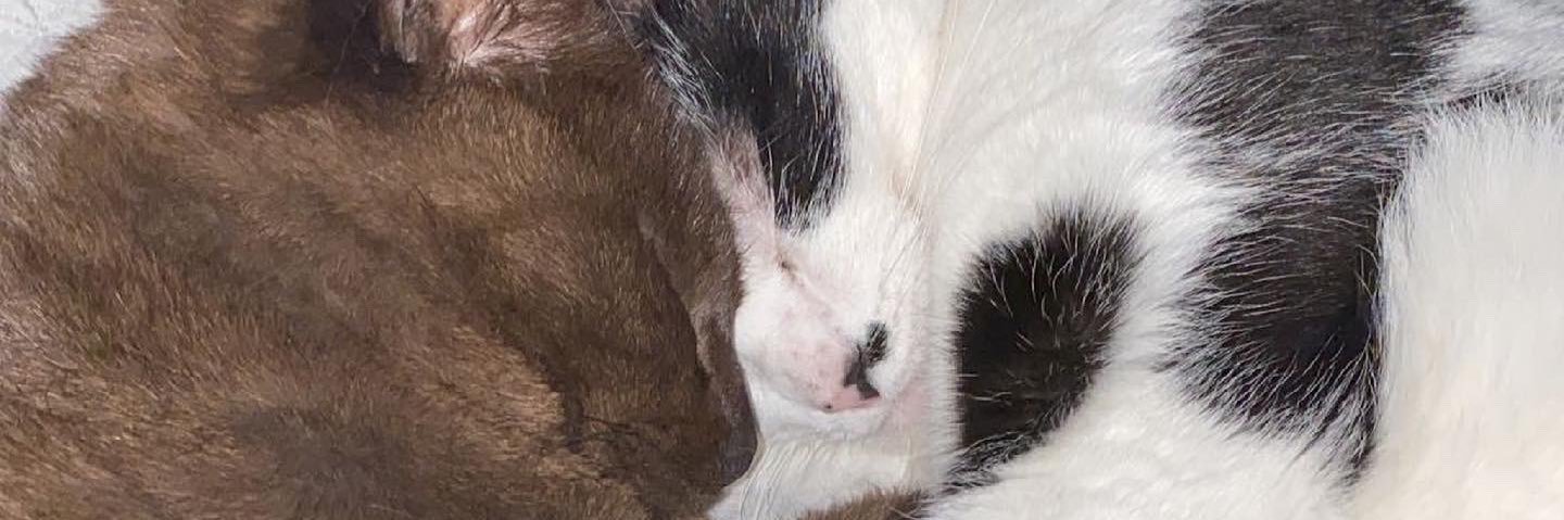 c_delinee's profile banner image