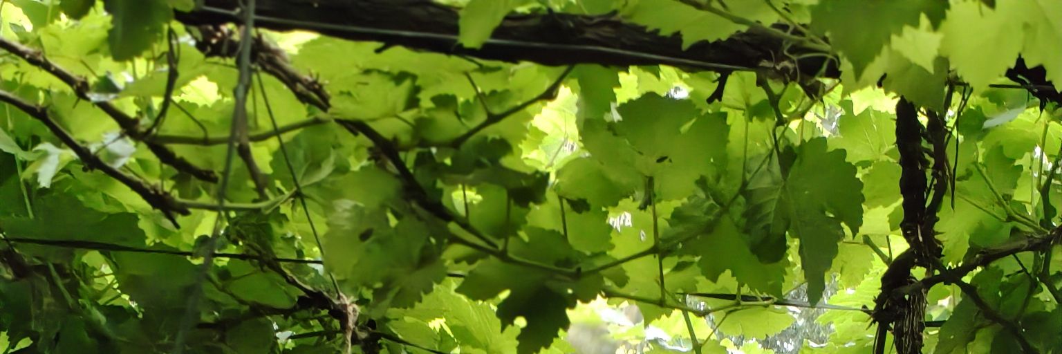 biodeveloper's profile banner image